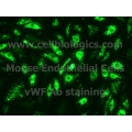 GFP Expressing Rabbit Cells